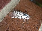 Hypercompe scribonia