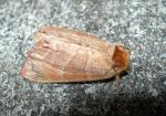 Datana unidentified species