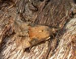 Hypena scabra