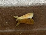 Litoprosopus futilis
