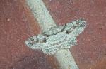 Iridopsis defectaria