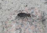 Cicindelidia punctulata
