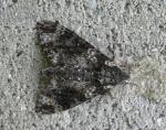 Dolba hyloeus