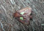 Euclea delphinii