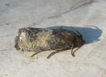 Epiblema discretivana