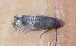 Epiblema discretivana