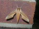 Xylophanes tersa