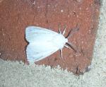 Hyphantria cunea