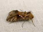 Chrysodeixis includens