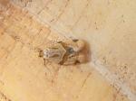 Clepsis peritana