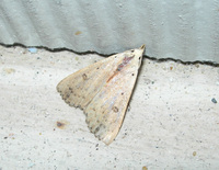 Scolecocampa liburna