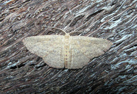 Cyclophora packardi