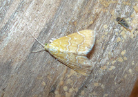 Glaphyria sesquistrialis