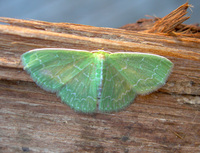 Synchlora frondaria