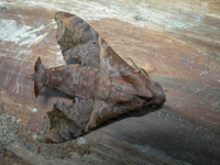 Enyo lugubris