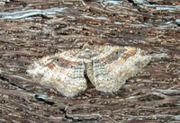 Costaconvexa centrostrigaria