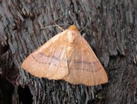 Panopoda repanda