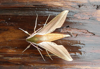 Xylophanes tersa