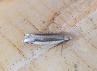 Anacampsini new genus new species