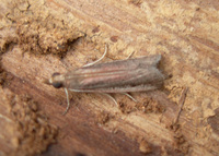 Atascosa glareosella