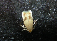 Bucculatrix unidentified species