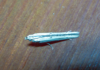 Elasmopalpus lignosella