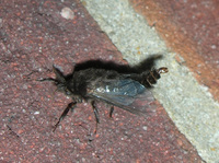 Thyridopteryx ephemeraeformis