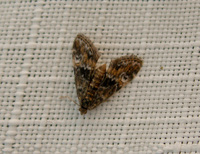 Elophila obliteralis