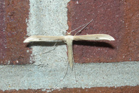 Emmelina monodactyla