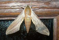 Xylophanes tersa