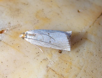 Argyria gonogramma