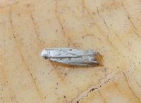 Epiblema separationis