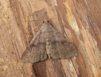 Renia salusalis