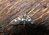 Desmia maculalis