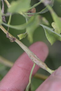 Epiblema discretivana