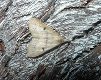 Renia salusalis
