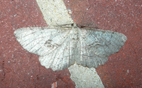 Cymatophora approximaria