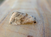 Eublemma minima