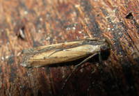 Elasmopalpus lignosella