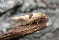Pelochrista oraria