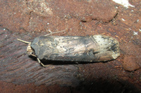 Agrotis ipsilon