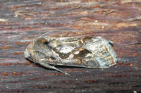 Chrysodeixis includens