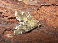 Hymenia perspectalis