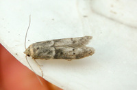 Blastobasis glandulella