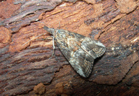 Hypena scabra