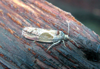 Eumarozia malachitana