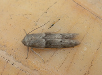 Blastobasis glandulella