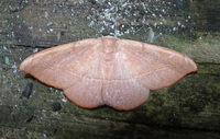 Patalene olyzonaria