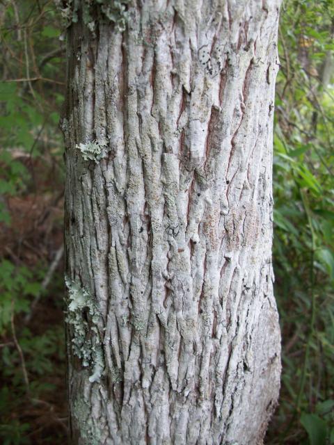 Mockernut+Hickory%2C+White+Hickory (<I>Carya tomentosa</I>), Goose Creek State Park, North Carolina, United States