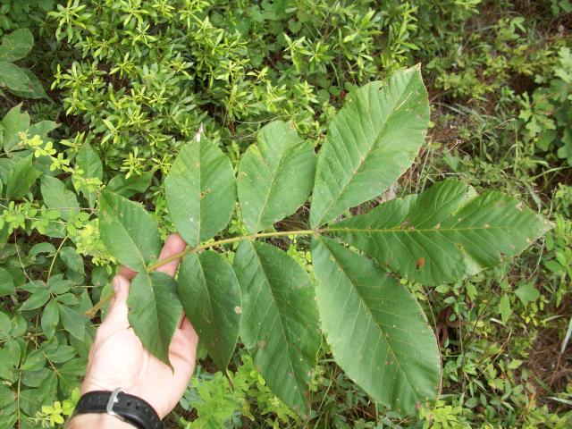 Mockernut+Hickory%2C+White+Hickory (<I>Carya tomentosa</I>), Goose Creek State Park, North Carolina, United States